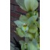 Орхидея Цимбидиум Лимонный